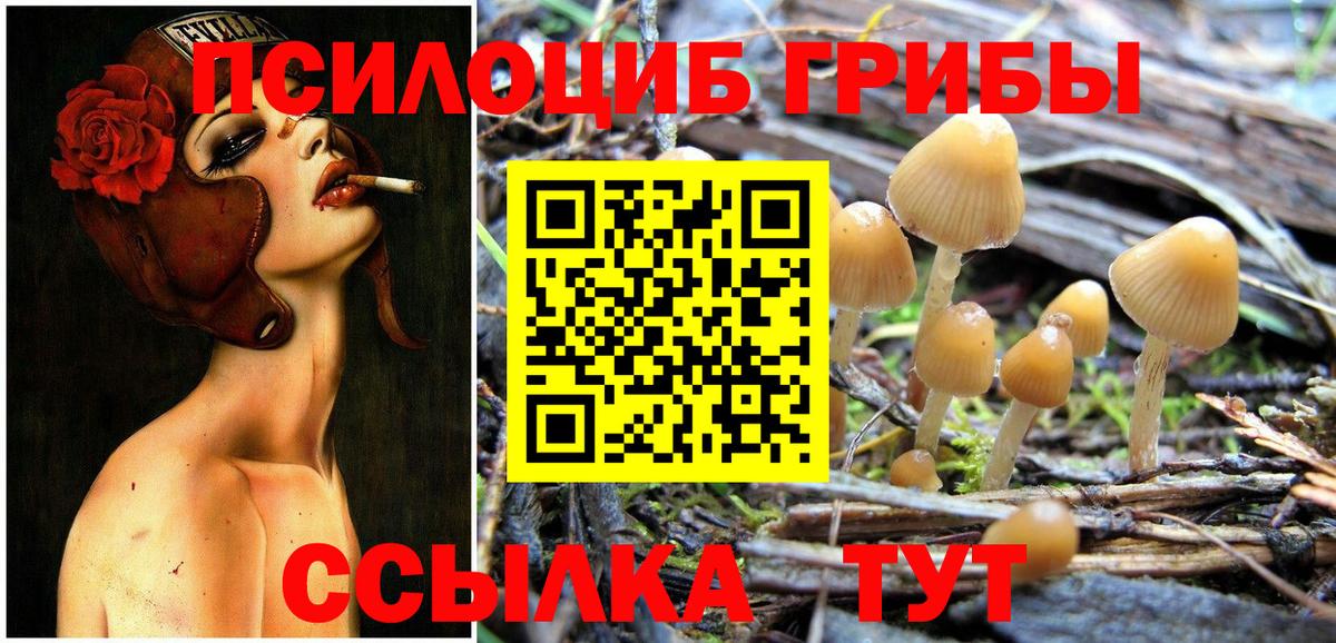 Галлюциногенные грибы Psilocybine cubensis Усть-Илимск
